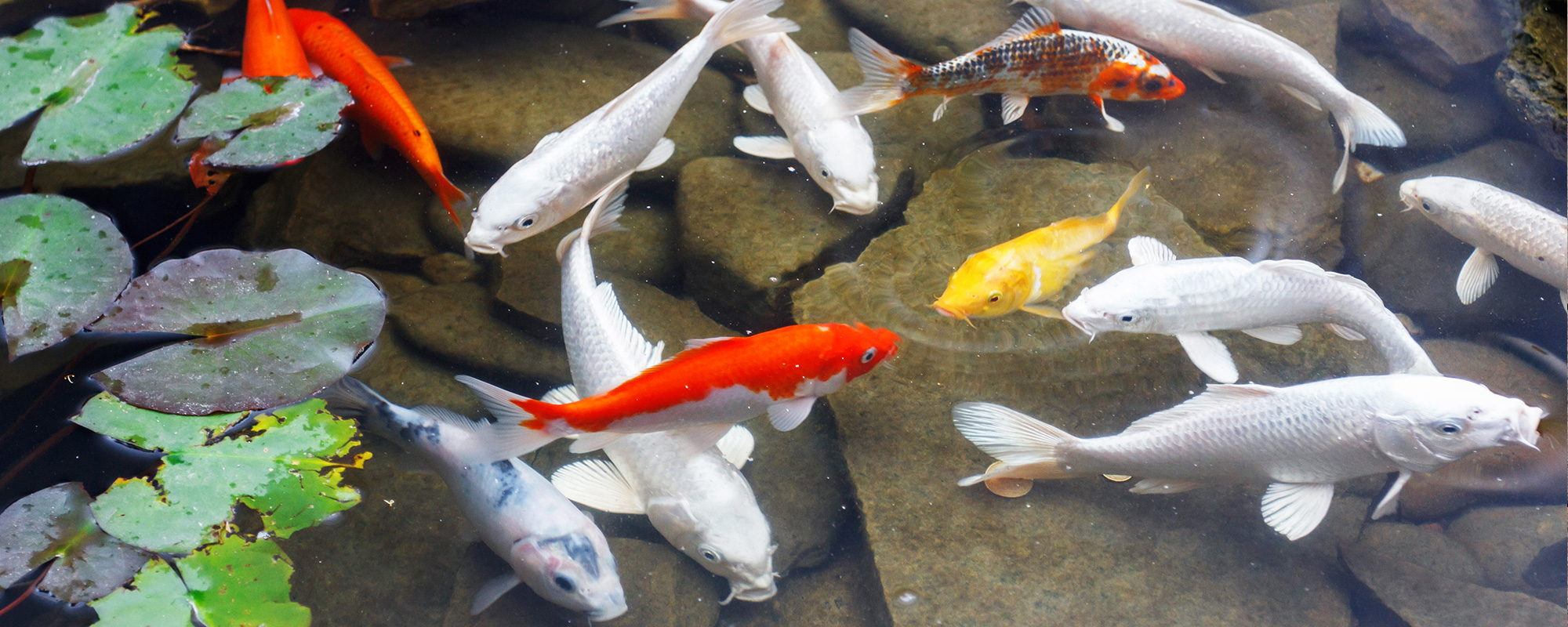 Koi fish in a pond