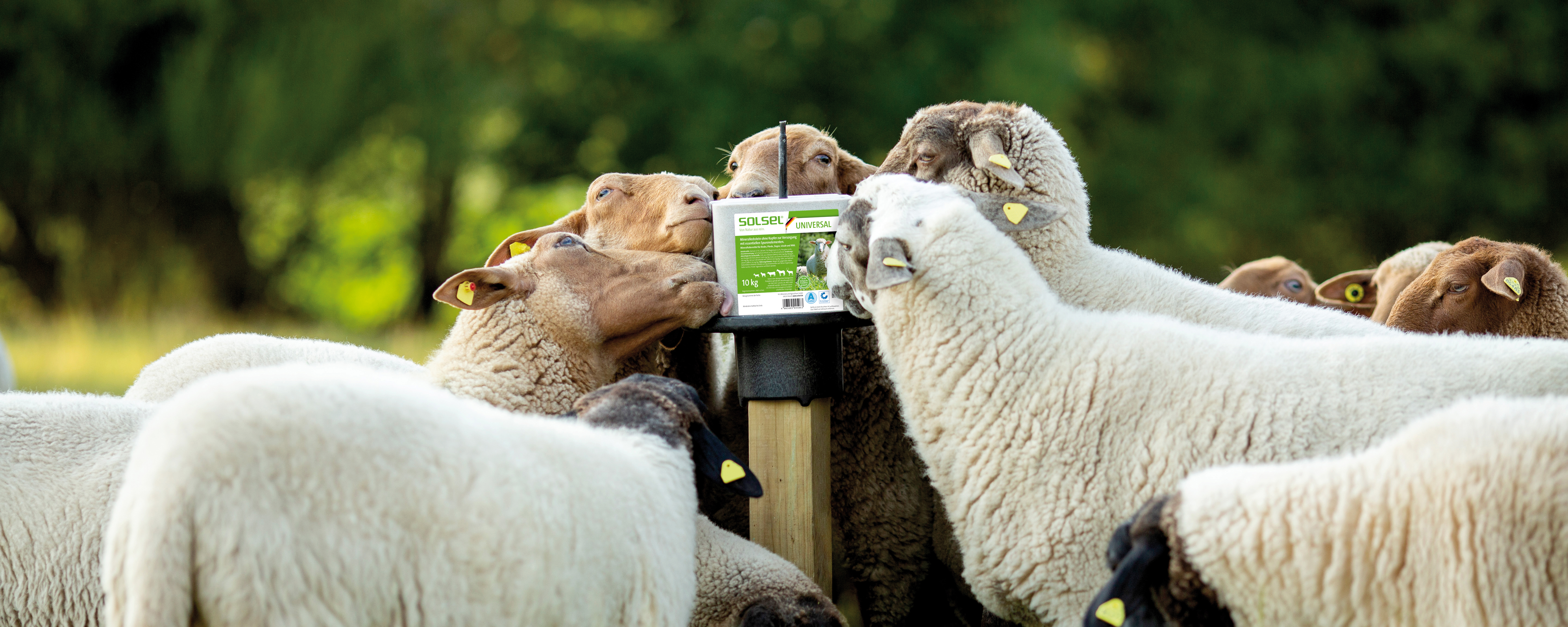 several sheep licking a lick block