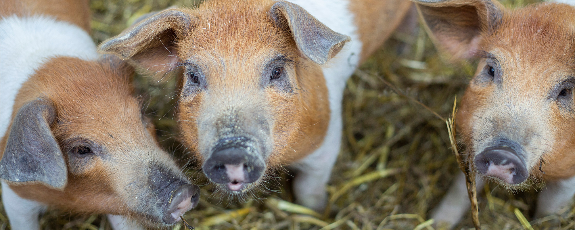 Drei kleine braun-weiße Schweine im Heu